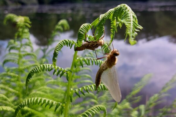 Natuur, de groene omgeving@loopbaanswitch